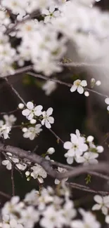 White flowering branches with soft focus background.