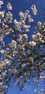 Blossoming tree branches against a vivid blue sky, capturing the essence of spring.