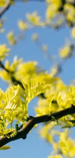 Yellow blossoms with a clear blue sky backdrop on a mobile wallpaper.