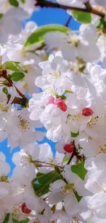 Cherry blossoms with vibrant white petals against blue sky.