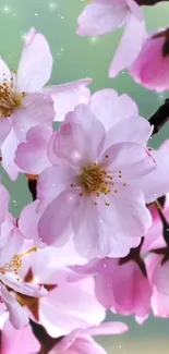 Cherry blossoms with pink petals against a green background create a serene wallpaper.