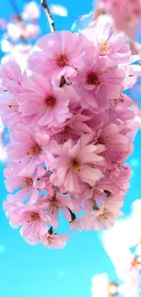 Cherry blossoms with pink petals against a clear blue sky background.