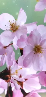 Cherry blossoms in full bloom with a pastel background.