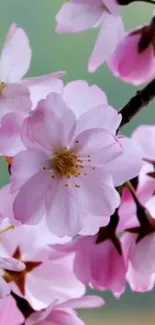 Cherry blossoms with pink petals on a branch.