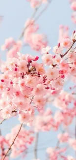 Cherry blossoms against a serene blue sky