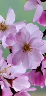 Cherry blossom wallpaper with soft pink flowers and greenery.