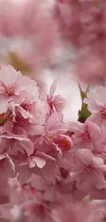 Cherry blossom blooms in soft pink color for a calming mobile wallpaper.