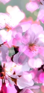 Cherry blossom wallpaper with pink petals and soft background.