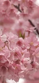 Cherry blossom mobile wallpaper with pink flowers.