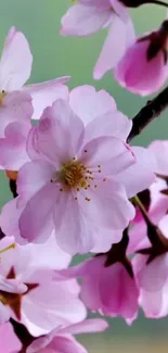 Pink cherry blossoms on branches with a soft, green blurred background.