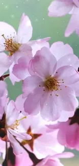 Pink cherry blossoms with a soft, green background.