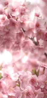 Cherry blossoms in full bloom with soft pink petals.