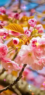 Vibrant cherry blossoms blooming against a clear blue sky.