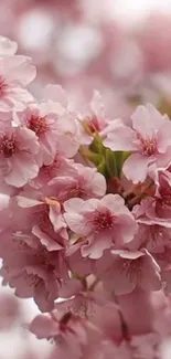 Beautiful cherry blossoms in full bloom.