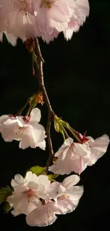 Cherry blossom branch with pink flowers against a dark green background.