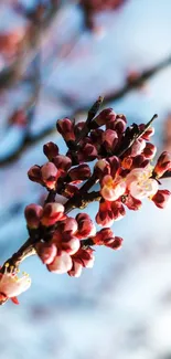 Cherry blossoms with vibrant pink flowers set against a clear blue sky.