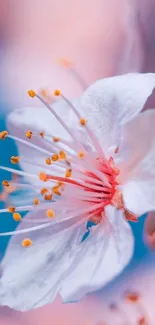 Close-up of a pink and white cherry blossom flower.