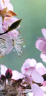 Cherry blossoms with pink petals on a green background for mobile wallpaper.