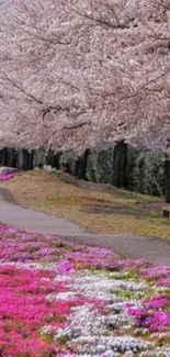 Cherry blossom path with vibrant pink flowers.