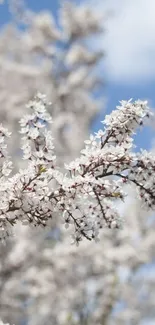 Cherry blossoms against a clear blue sky, perfect mobile wallpaper.