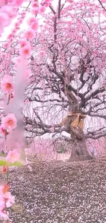 Serene blossoming cherry tree with pink flowers in spring.