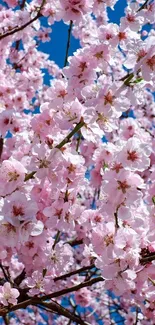 Cherry blossom tree against a bright blue sky, full of pink and white flowers.