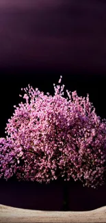 Cherry blossom tree with pink flowers against a purple sky.