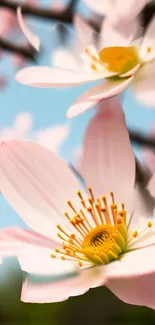 Close-up of delicate pink and white flowers in full bloom on a mobile wallpaper.