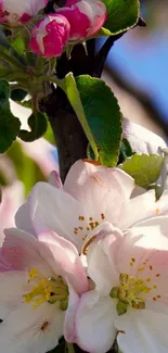 Delicate pink and white flowers in bloom, showcasing spring beauty on a sunny day.