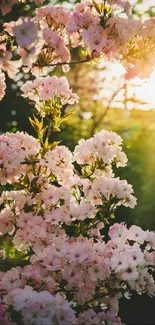 Mobile wallpaper of pink flowers in sunlight with a serene and natural backdrop.