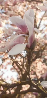 Close-up of pink magnolia blossoms in warm sunlight.