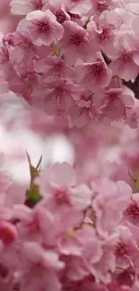 Mobile wallpaper of pink cherry blossoms in full bloom.