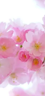 Pink cherry blossom flowers in full bloom.