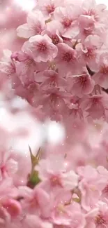 Mobile wallpaper with pink cherry blossoms and floral elegance.