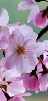 Pink cherry blossoms in full bloom on a tree branch, with a soft green background.