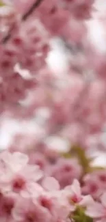 Pink cherry blossoms in soft focus background.