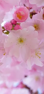 A close-up of pink cherry blossoms in full bloom, capturing spring's beauty.