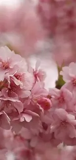 Pink cherry blossoms in full bloom.