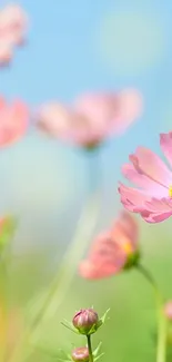 Pink cosmos flowers with blue sky background.