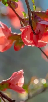 Close-up of pink blooms on branches with blurred background.