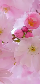 Close-up of blooming pink flowers creating a serene mobile wallpaper.