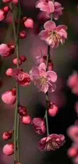 Vibrant pink blossom flowers on an elegant, nature-inspired wallpaper.