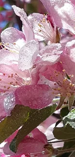 Close-up of vibrant pink blossoms with dewdrops on a sunny spring morning.