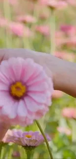 Hand holding pink flower in blossom, with soft floral background.