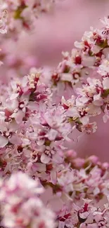 Pink floral wallpaper with delicate blossoms in full bloom.