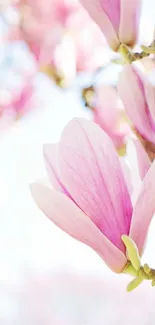 Pink magnolia flowers in soft focus, elegant mobile wallpaper.