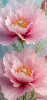 Beautiful pink peony flowers in bloom.