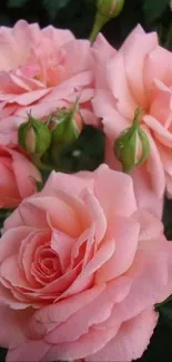 Close-up of pink roses in a garden setting.