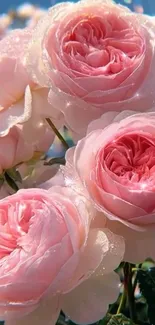 Close-up of blossoming pink rose flowers.