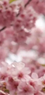 Blurred pink cherry blossoms in bloom